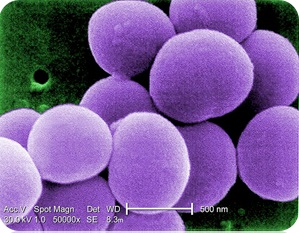 Bacteria under a microscope.